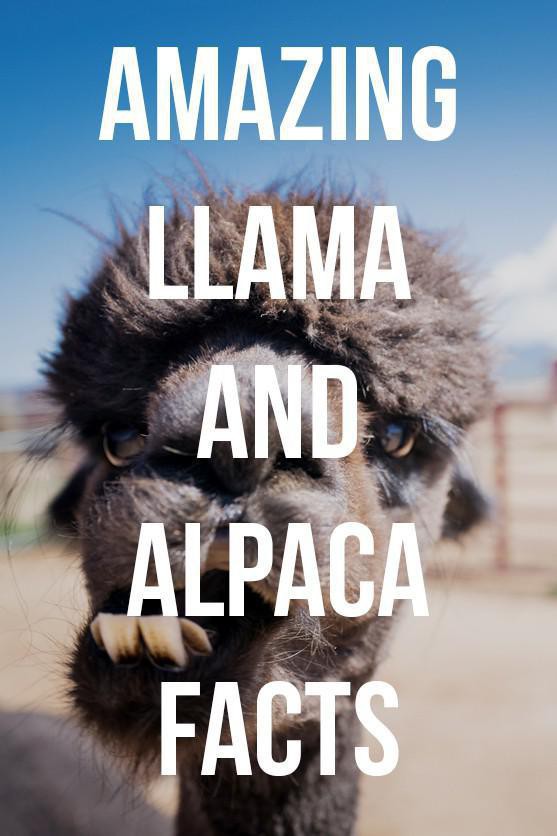 Alpaca History and Information