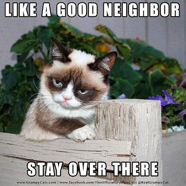 The 30 most iconic Grumpy Cat memes