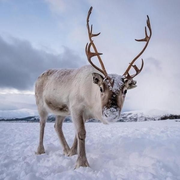 35 Fascinating Reindeer Facts That May Even Surprise Santa