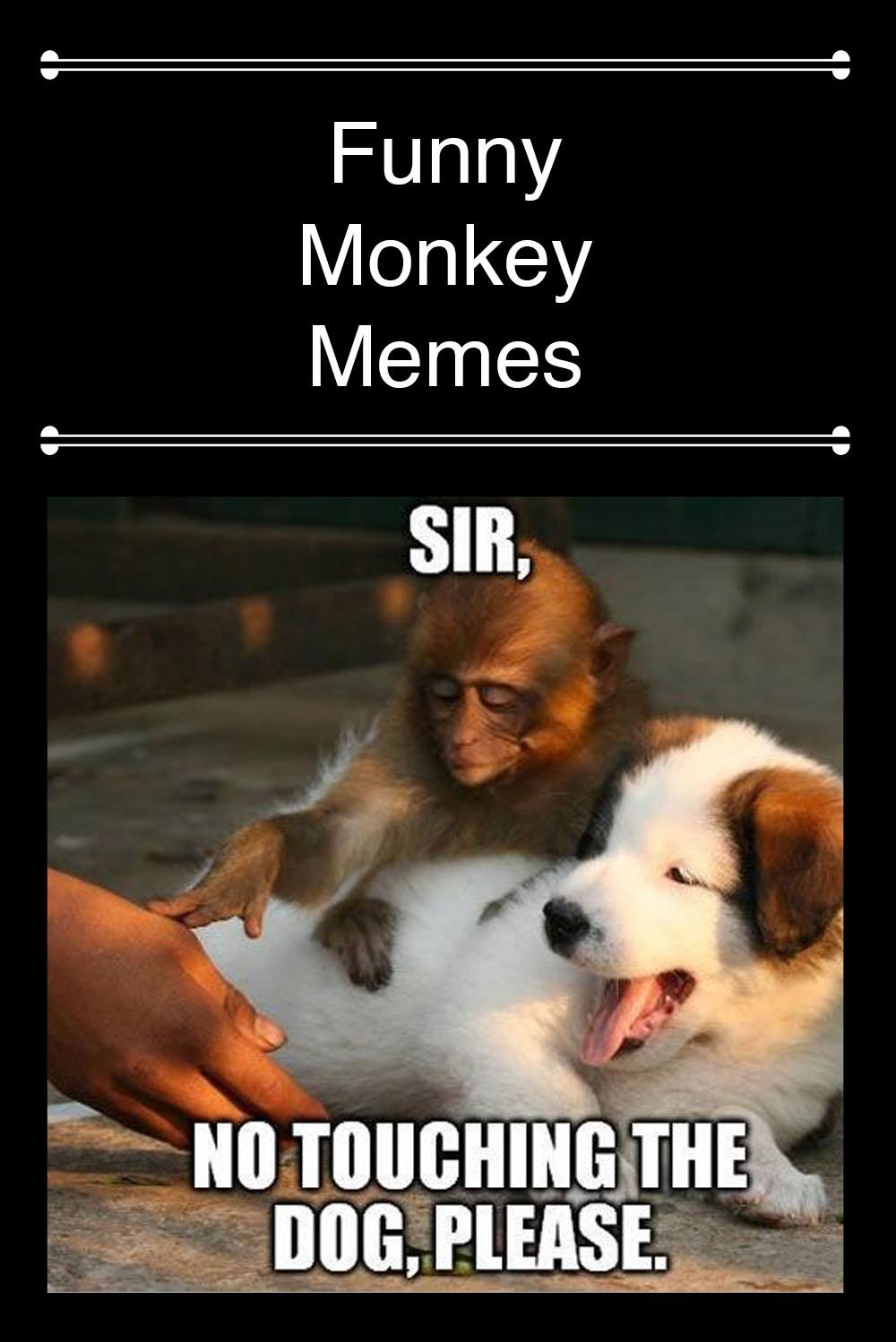 Super funny silly Monkey meme. He is Tom : r/Monkeys_Exist