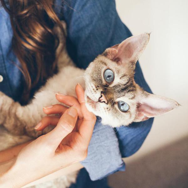 Young woman is cuddling and hugging her cute curious Devon Rex cat. Cat is happy and purring and is looking directly at camera.