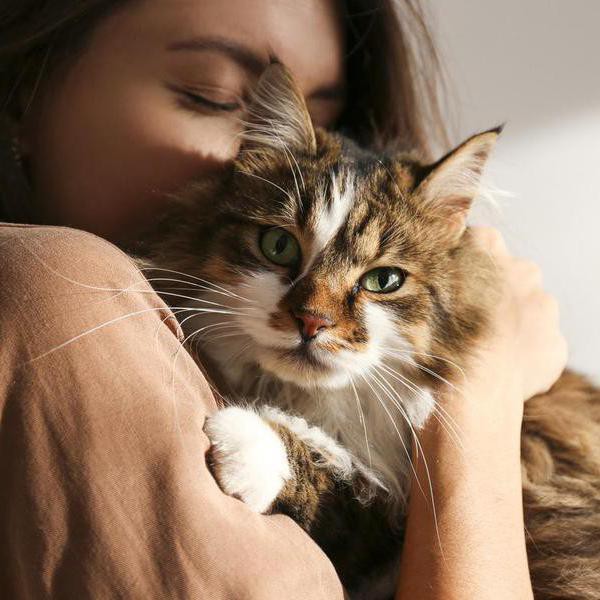 25 Emotional Support Cat Breeds That Double as Therapists
