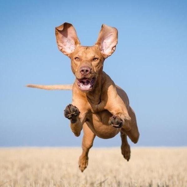 25 Fastest Dog Breeds on Earth