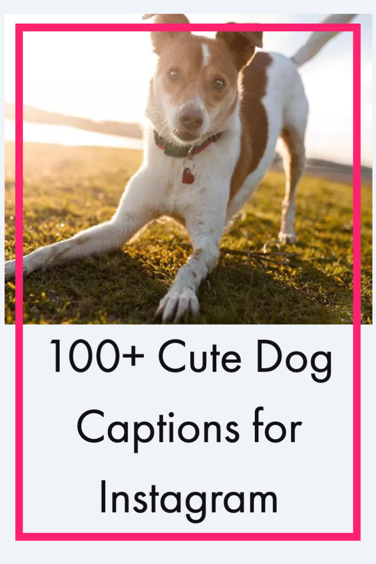 65 Best Dog Instagram Captions - Cute and Funny Captions for Dog