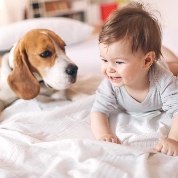 Best Dog Breeds for Babies