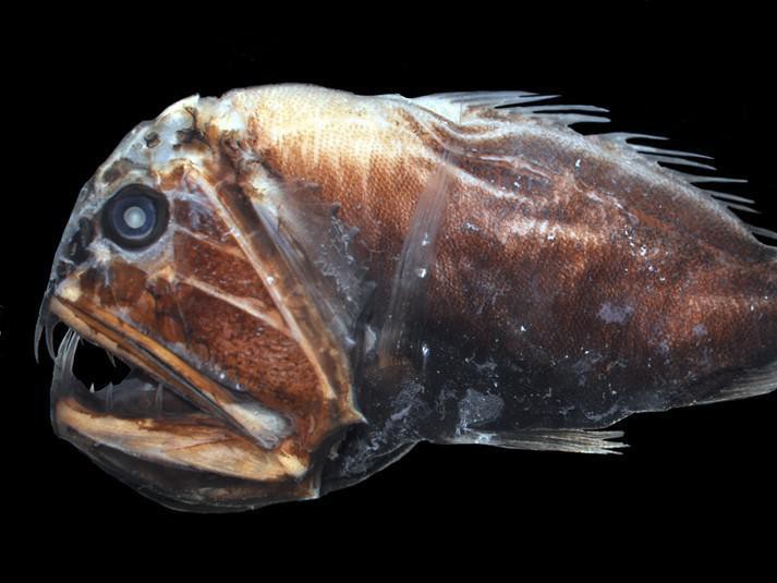 Deep Sea Fish Scary Drawstring Bag