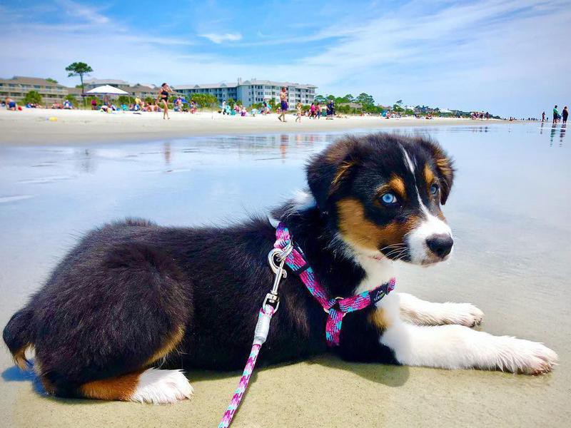 30 Pet Friendly Beach Towns That Will