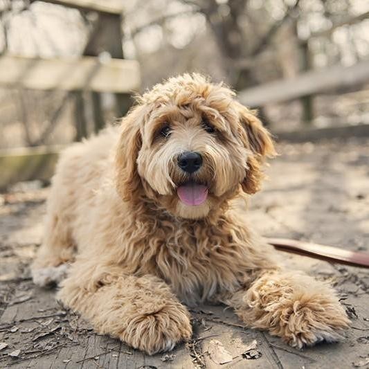 35 of the Best Mixed Dog Breeds