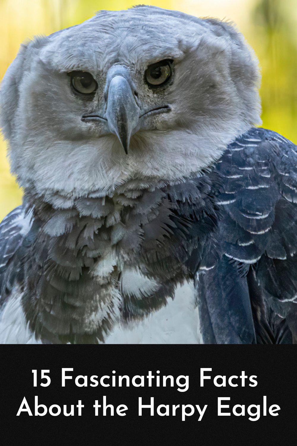 Meet the Harpy Eagle — Which Has a Wingspan Size That's Huge