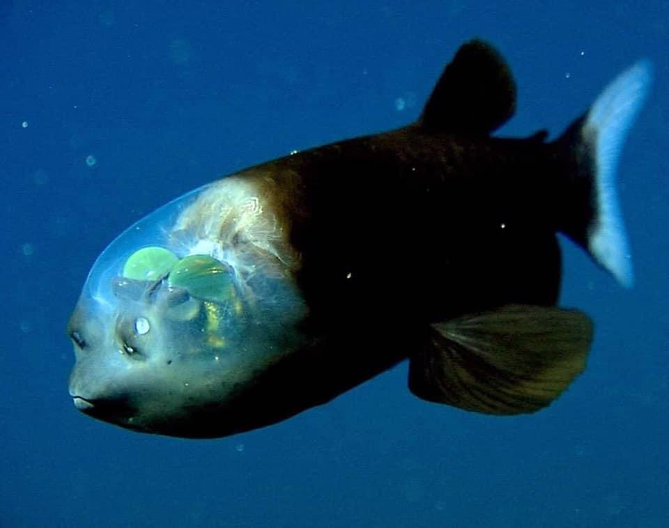 Had gammelklog måtte 15 Coolest Deep-Sea Fish, Ranked | Always Pets