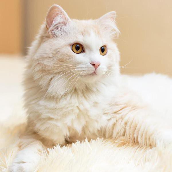 Cuddly Cat Breeds That Are More Fluff Than Tough