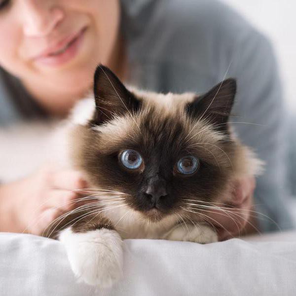 These Are the Most Popular Cat Breeds in the World