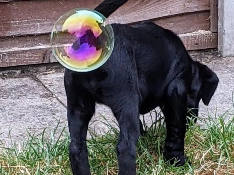 These 2021 Comedy Pet Photos Are Hysterical