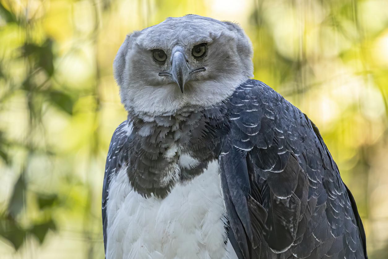 Meet the Harpy Eagle — a Bird With a Wingspan the Size of an NBA Player