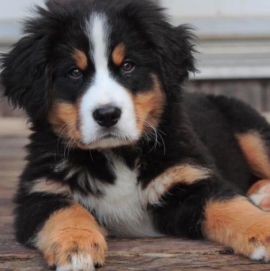 35 Dog Breeds That Are More Fluff Than Tough