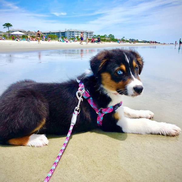 30 Pet-Friendly Beach Towns That Will Welcome Your Dog