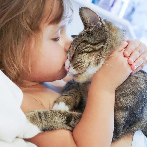 25 Greatest Cat Breeds for Kids