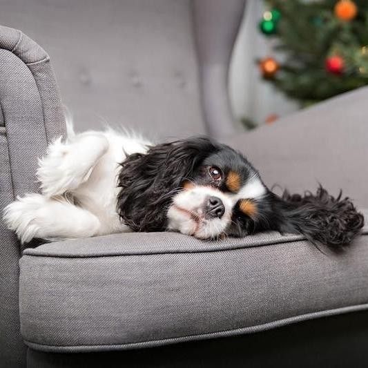 Lazy Dog Breeds That Are Happy to Lounge All Day