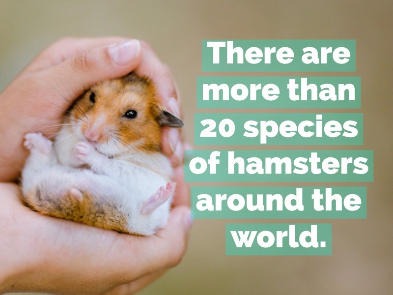 10 Surprising Facts About Hamsters