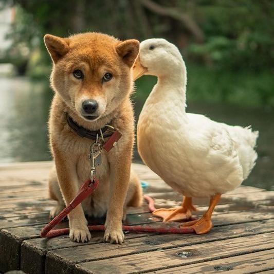 Adorable Photos of Unlikely Animal Friends