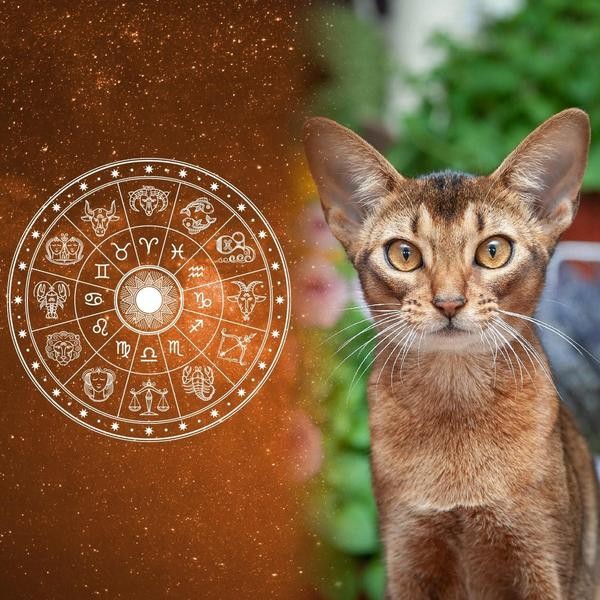 Best Cat Breeds for All 12 Horoscope Signs