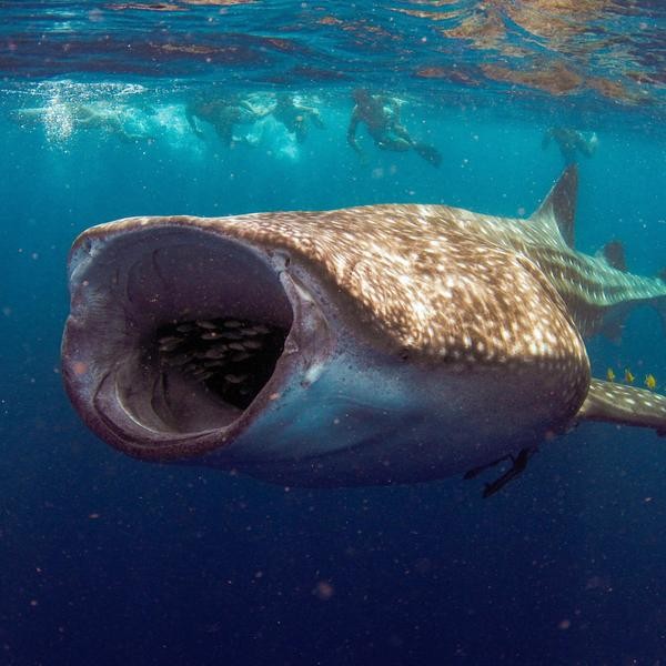 35 of the Biggest Ocean Animals