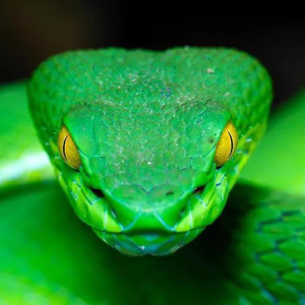 50 Facts About Snakes That Will Make You Love Them