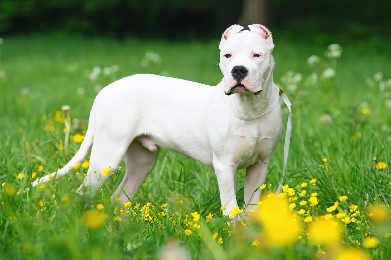 Young Dogo Argentino dog with cropped ears staying outdoors in a green grass with yellow flowers