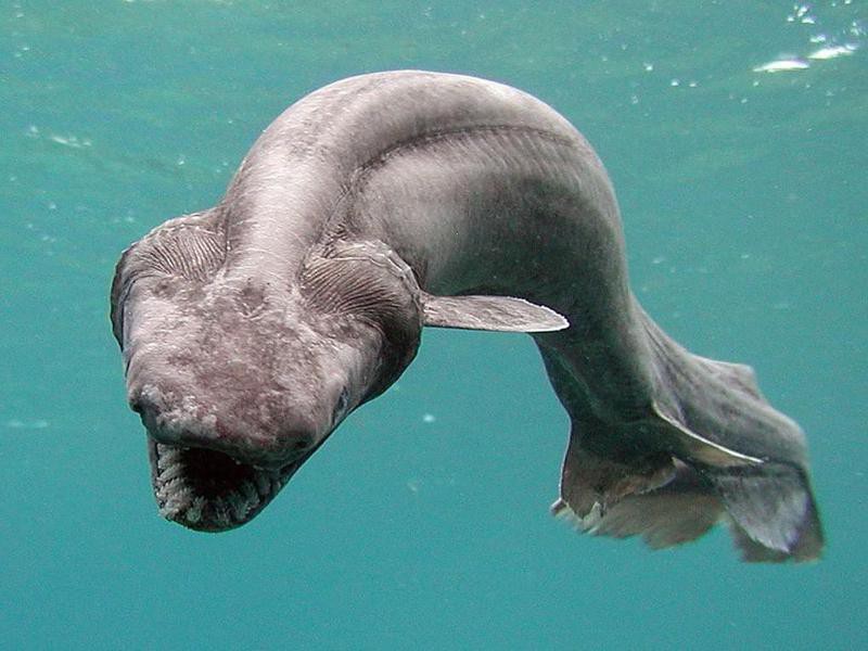 35 Scary Sea Creatures We Hope to Never Encounter | Always Pets