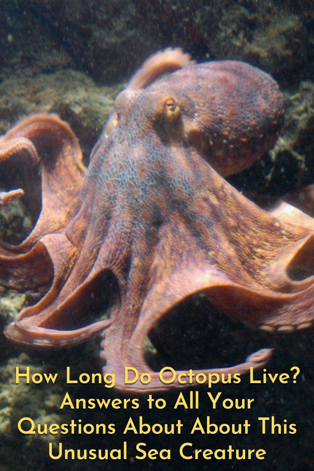 Super Bowl Octopus