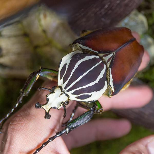 The World’s Largest Bugs Are Terrifyingly Cool