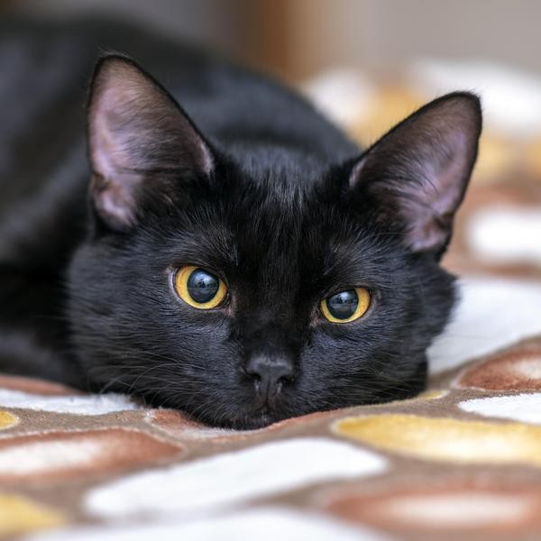 50 Cat Facts That Will Make You Fall in Love With Felines