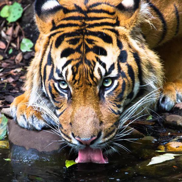 An adult Sumatran tiger (Panthera tigris sumatrae) drinking water from a pond.