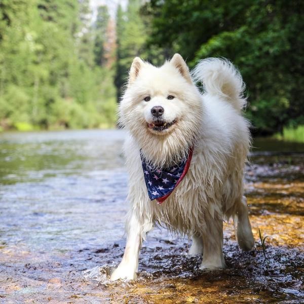 Most Dog-Friendly National Parks in the U.S.