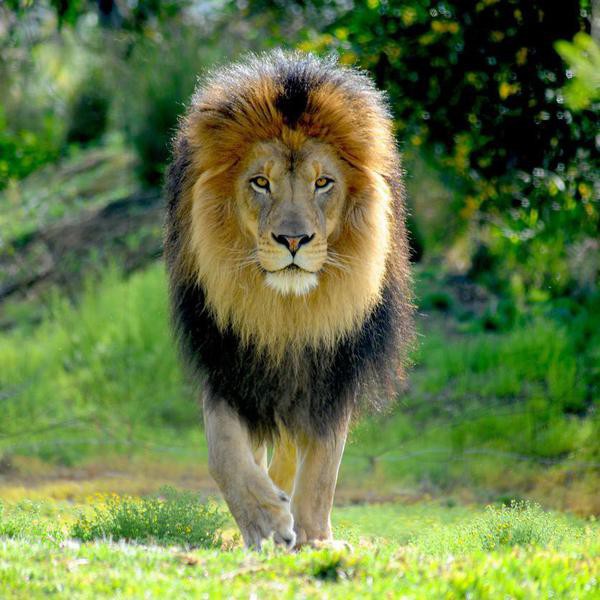 60 Fascinating Facts About Lions