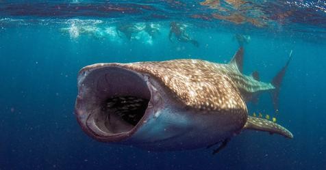 35 of the Biggest Ocean Animals | Always Pets