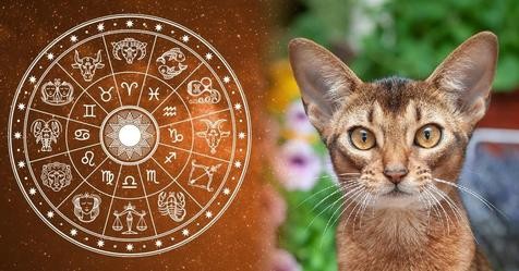 Best Cat Breeds for All 12 Horoscope Signs | Always Pets