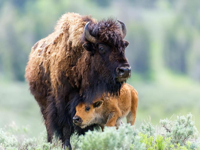 Incredible Animals To See in America's National Parks | Always Pets