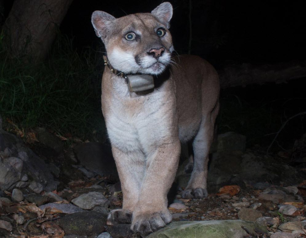 The Story of P-22 Mountain Lion Piques Interest in This Wild Cat Species