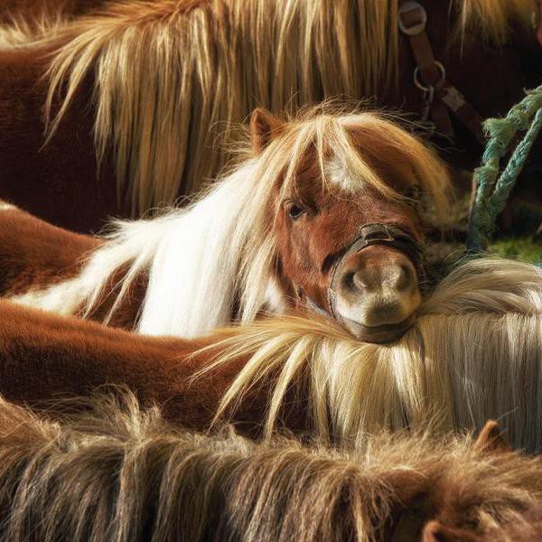 25 Horse Breeds That Make Great Therapy Horses