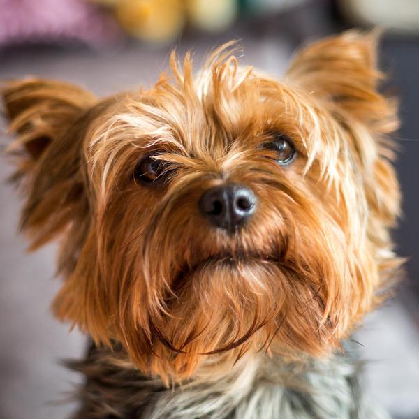 55 Best Small Dog Breeds