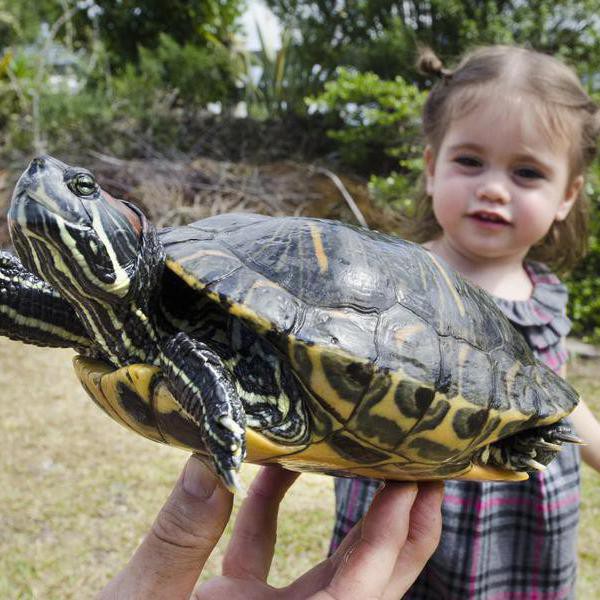 9 Low-Maintenance Reptiles for Kids