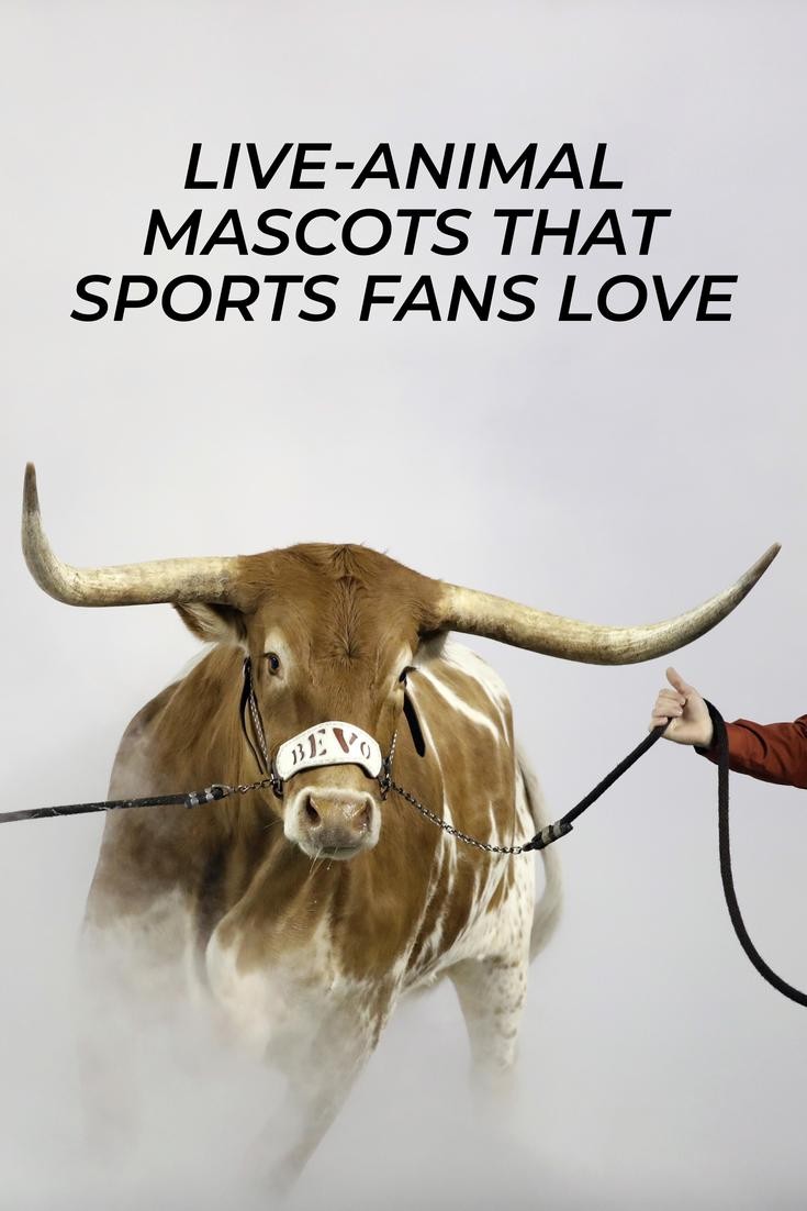 Sports Mascots That Are Real-Life Animals | Always Pets