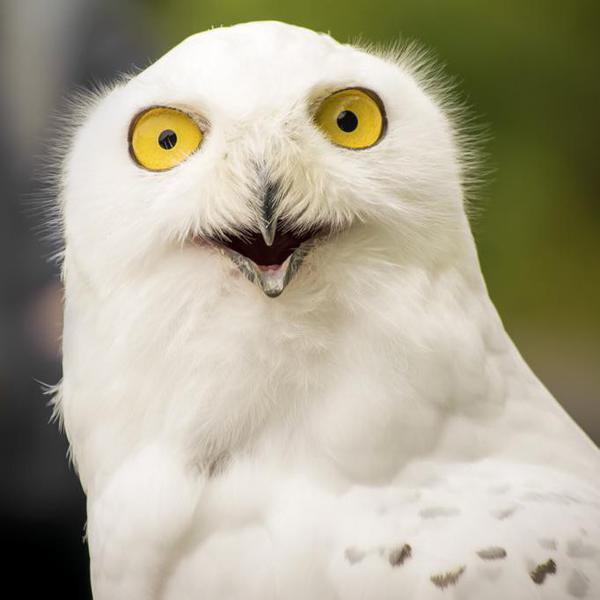 A white snowy owl looking rather happy..