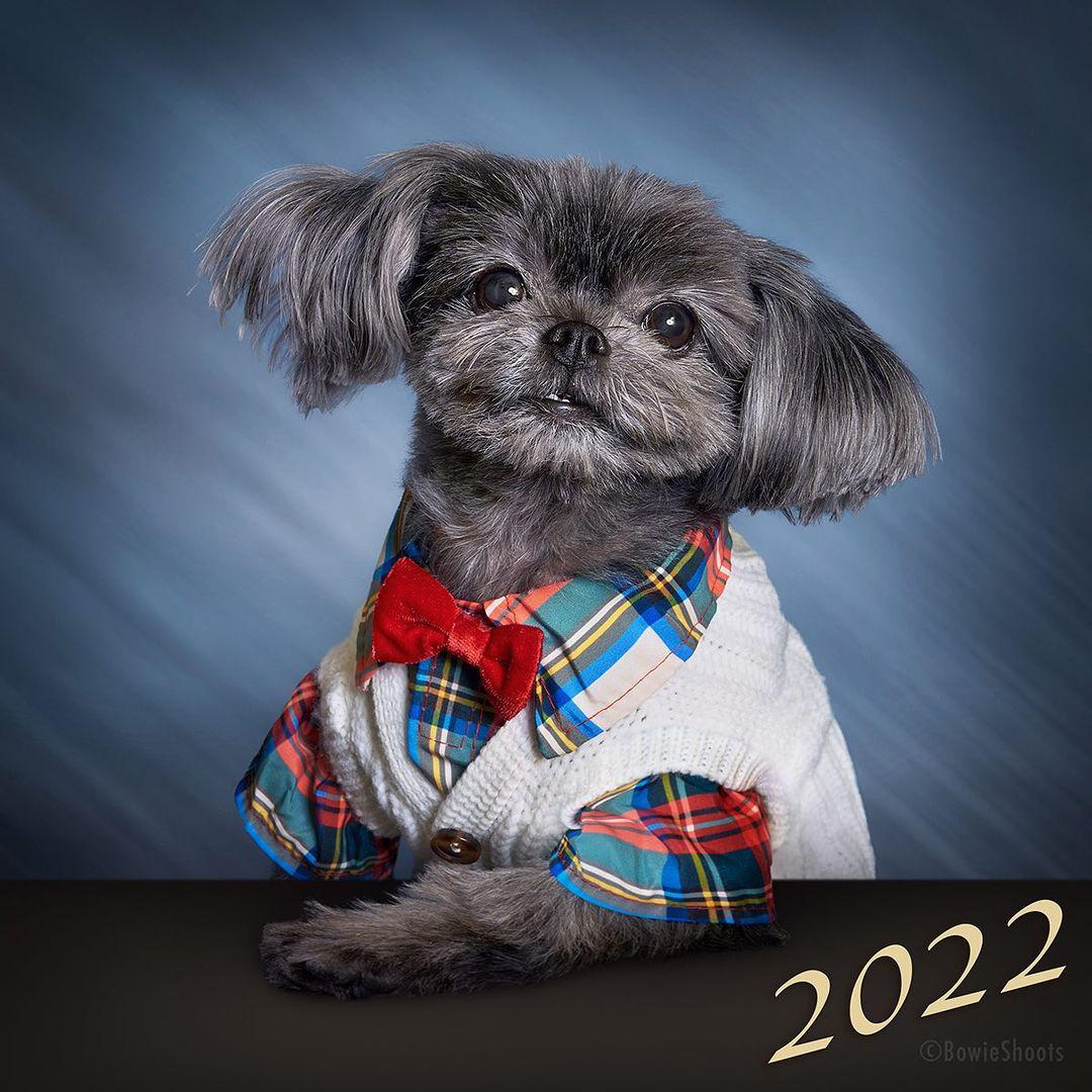 Bowie Shoots Takes Dog Photography to an Even More Adorable Level