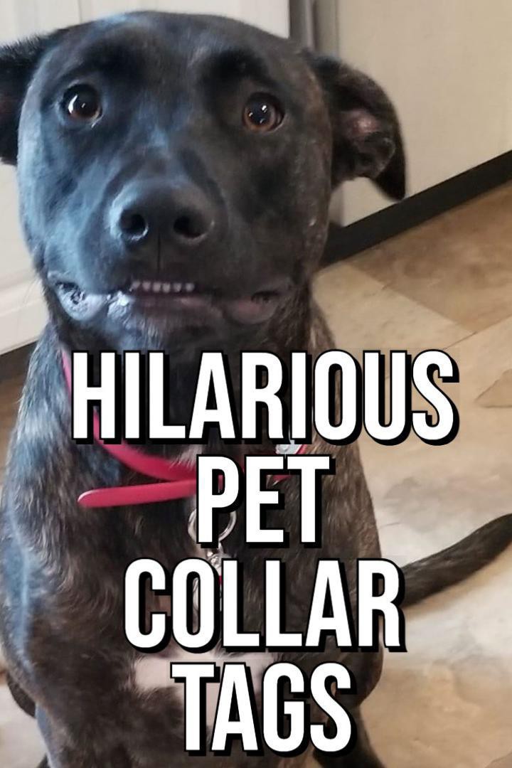 Hilarious Dog and Cat Collar Tags | Always Pets