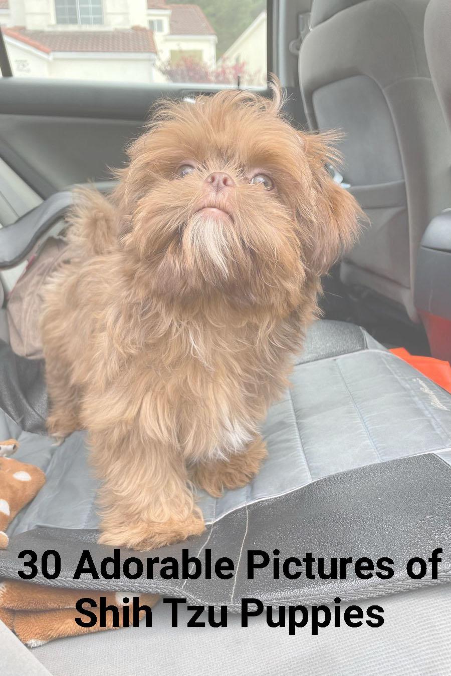 The 25 Cutest Pictures of Teacup Shih Tzus  Teacup shih tzu, Kittens and  puppies, Cute little puppies