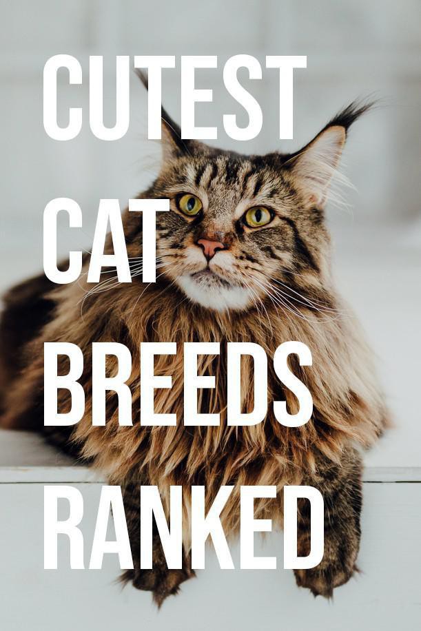 cutest cat breeds in the world