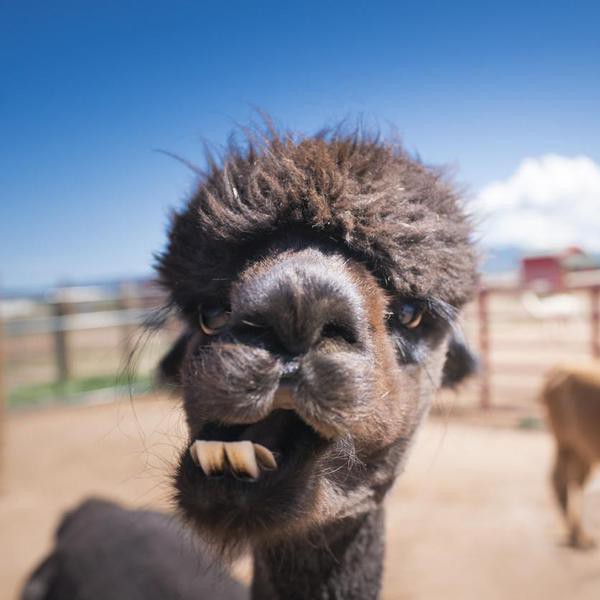 Black alpaca with curly hair chewing with sideways jaw and large lower incisor teeth showing at a farm outdoors on a summer day, Colorado