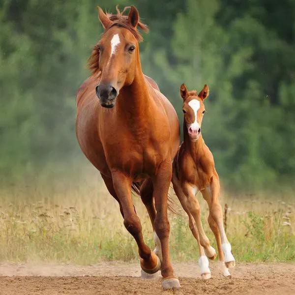A Horse’s First Year: 50 Fun Facts About Foals